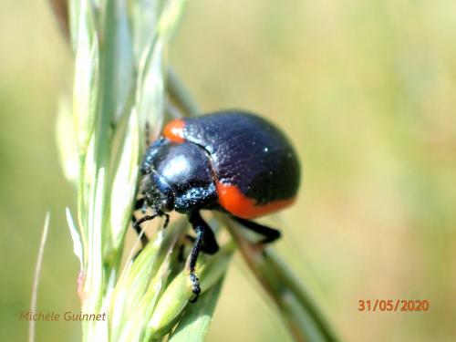 Réf. 281 317 : Chrysolina sanguinolenta